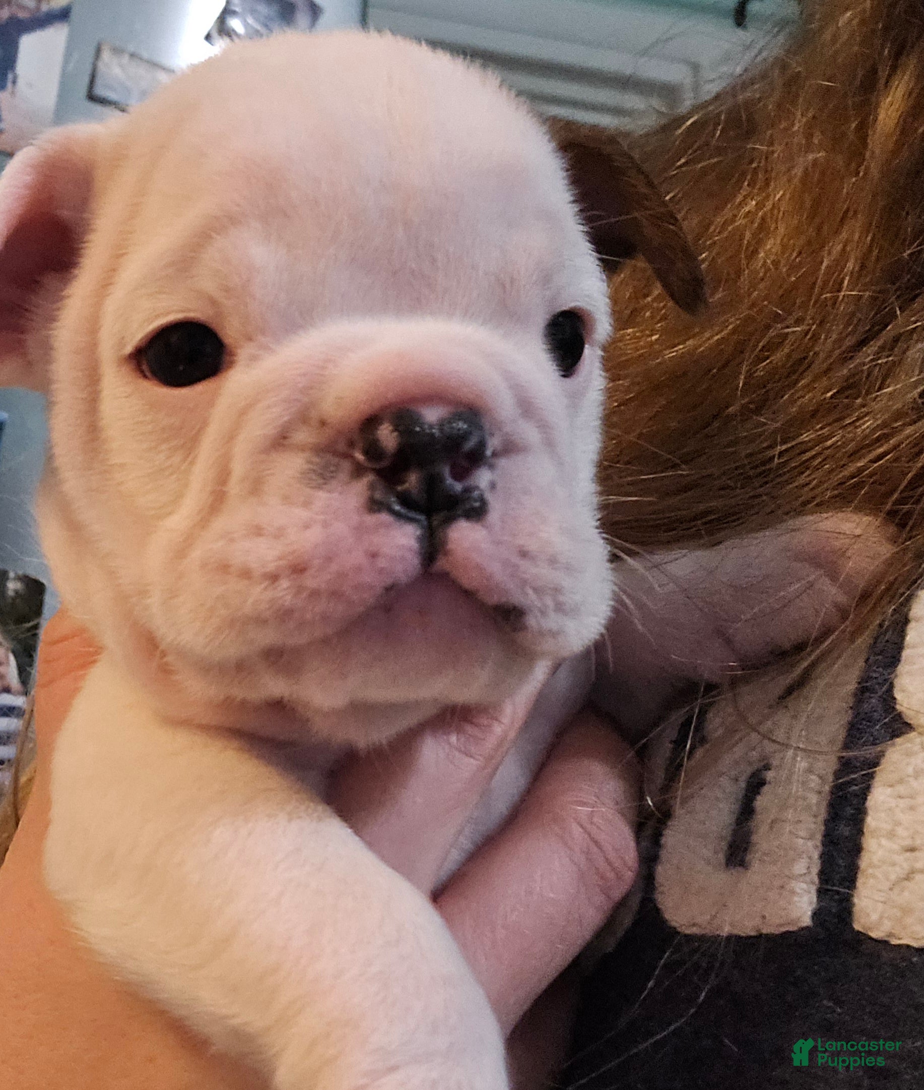 English Bulldog dogs Linus - Ad 4