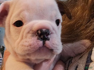 English Bulldog dogs Linus - Ad 14