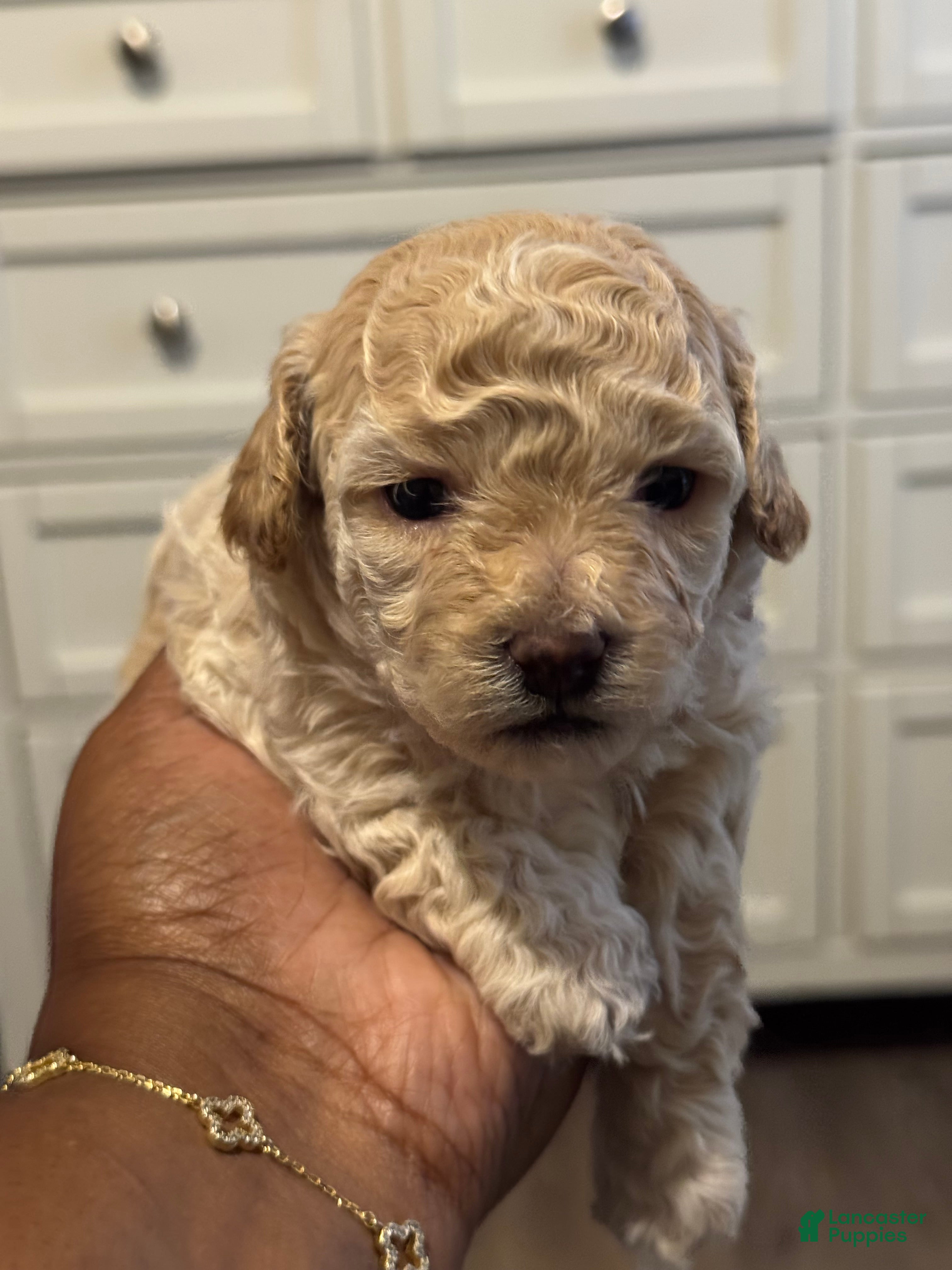 Shihpoo dogs Massimo - Ad 1