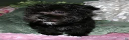 Morkie dogs for sale: Frank - Ad 9