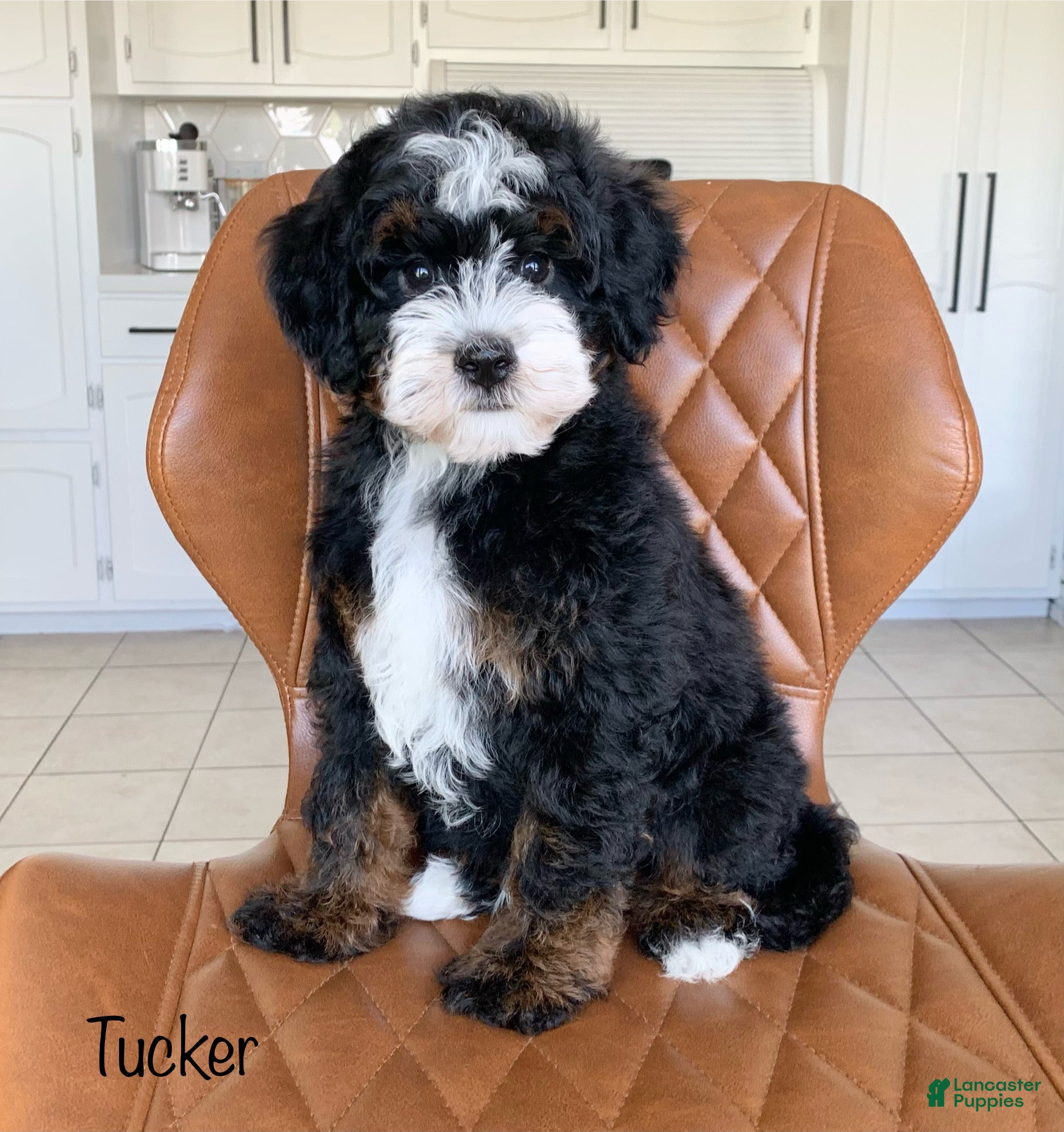 Mini Bernedoodle dogs Tucker - Ad 1