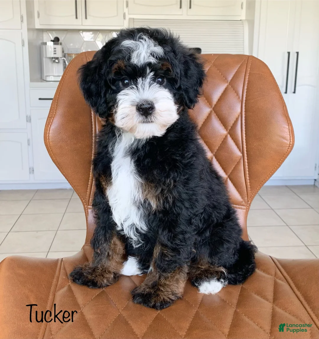 Mini Bernedoodle dogs for sale: Tucker - Ad 1