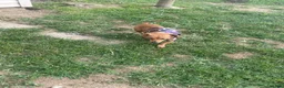 Dachshund dogs for sale: Dachshund 2 - Ad 2