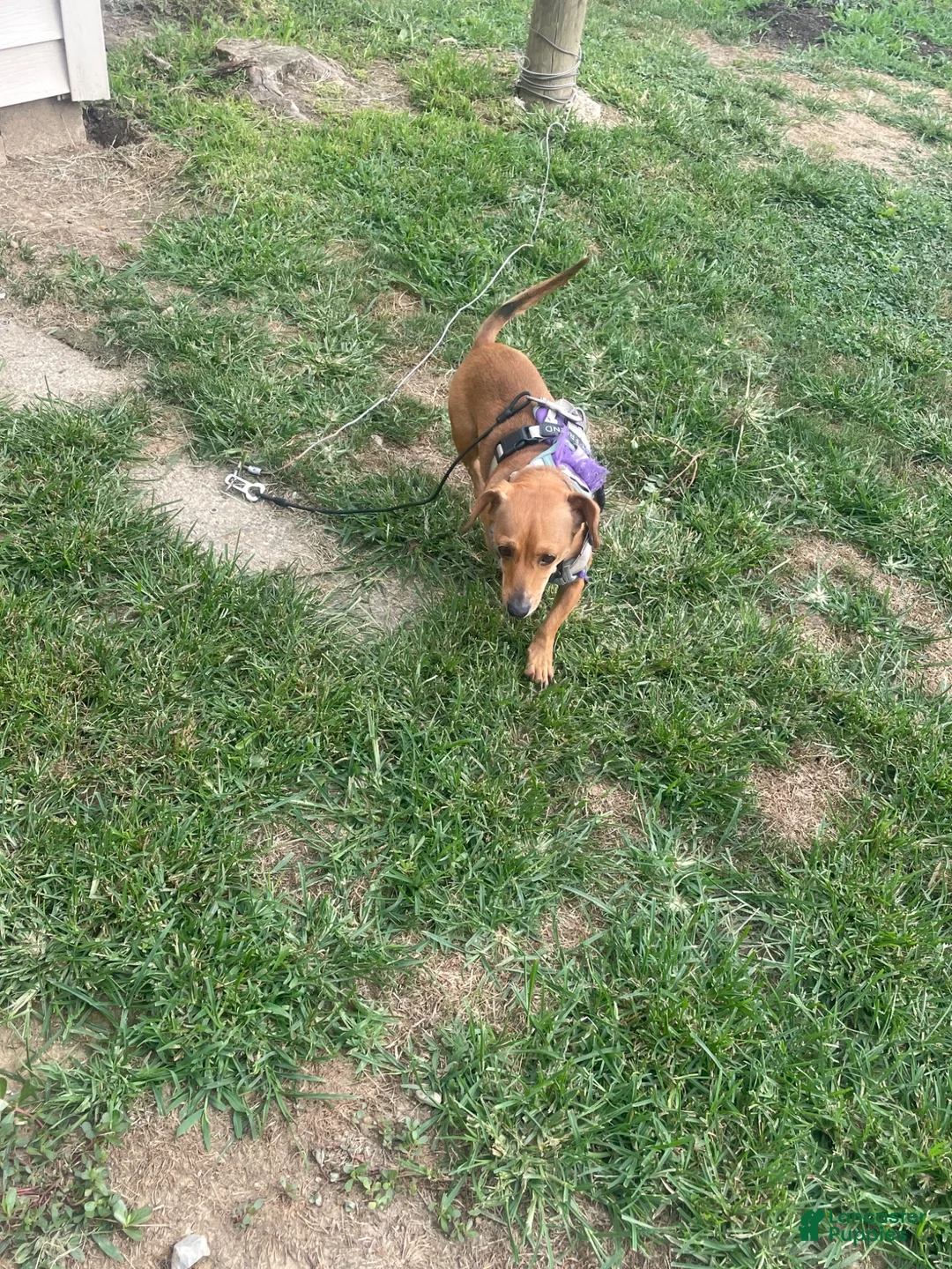 Dachshund dogs for sale: Dachshund 2 - Ad 2
