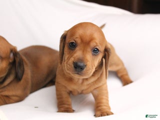 Dachshund dogs Sugar - Ad 42