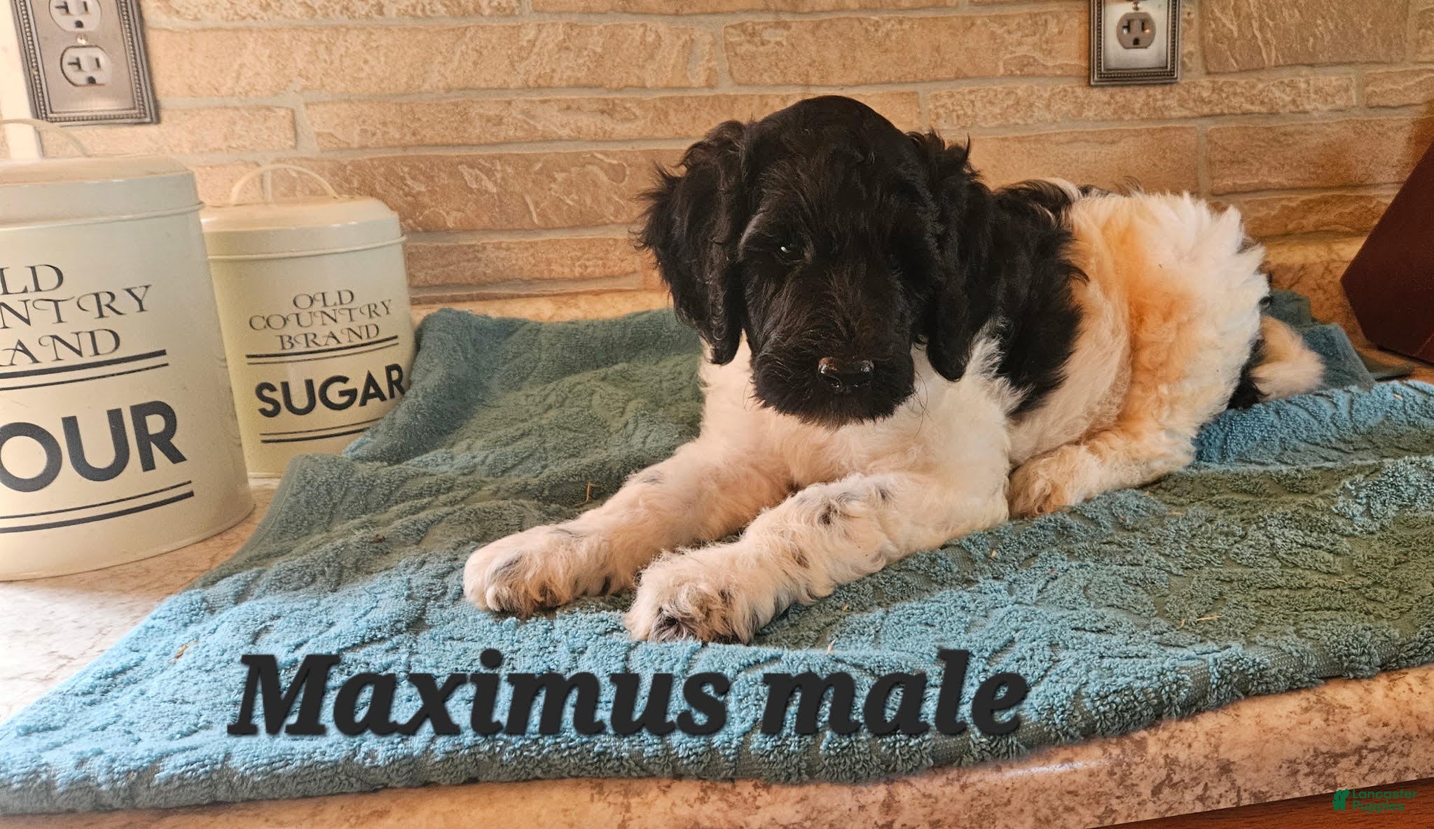 Goldendoodle dogs Maximus - Ad 1