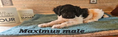 Maximus