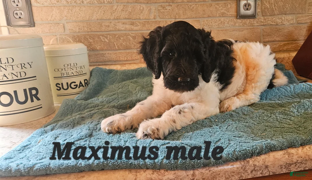 Goldendoodle dogs for sale: Maximus - Ad 1