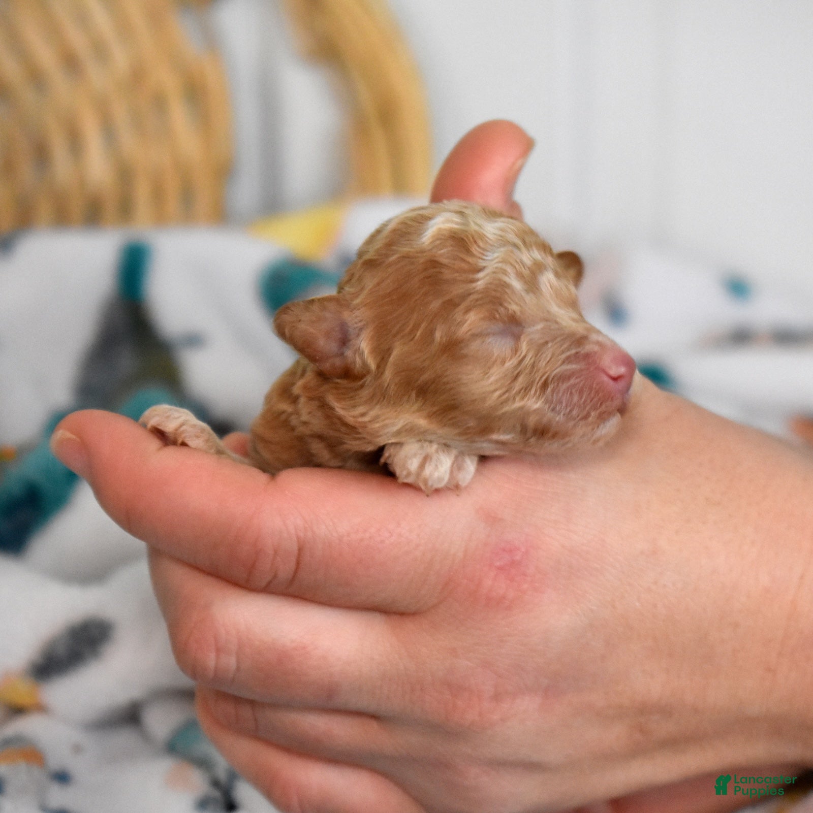 Miniature Poodle dogs Ruby - Ad 2