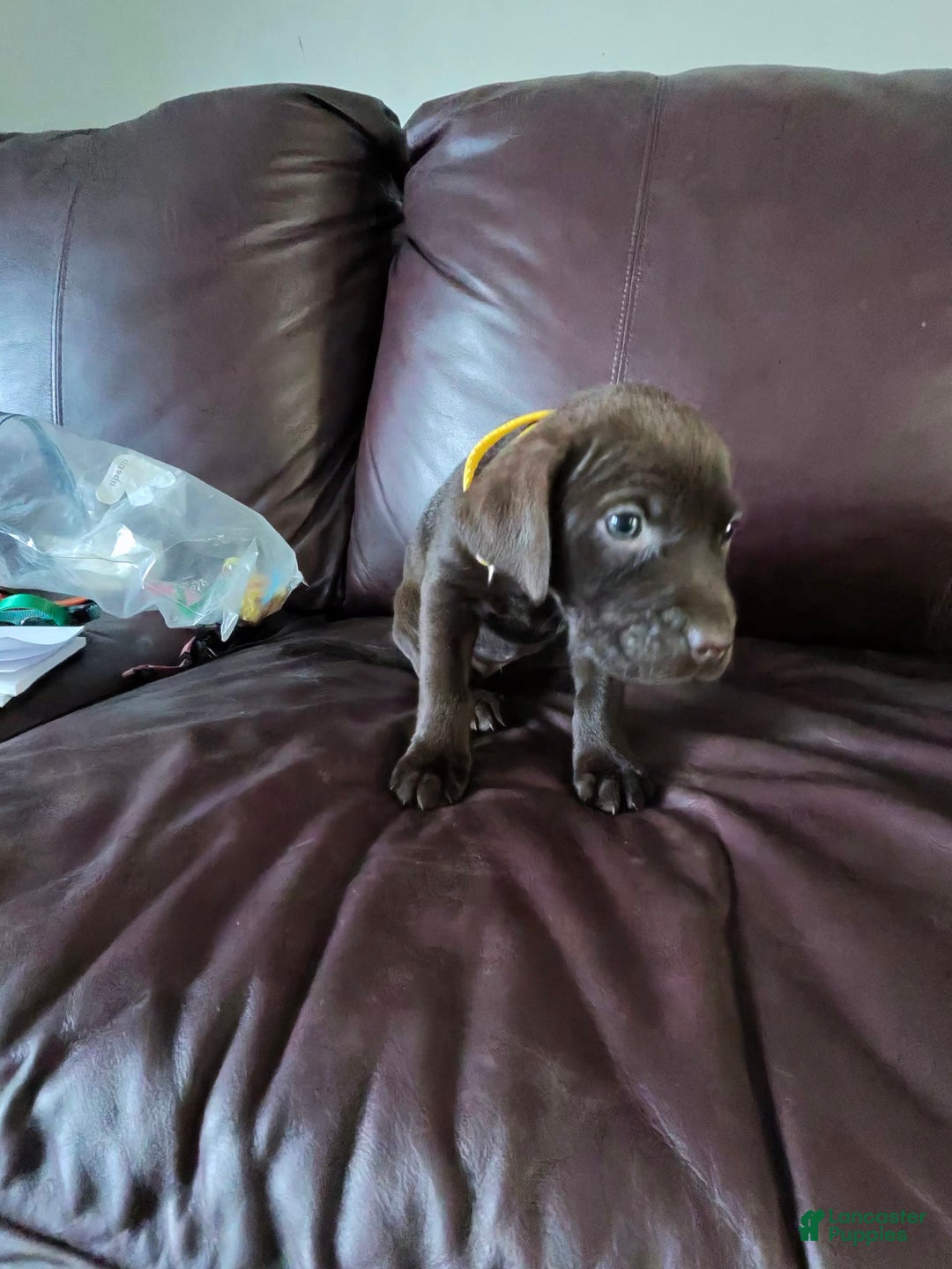 Mixed Breed dogs for sale: Carmella / Cinimini / Honey / Albany / Mini zoo / midnight - Ad 14