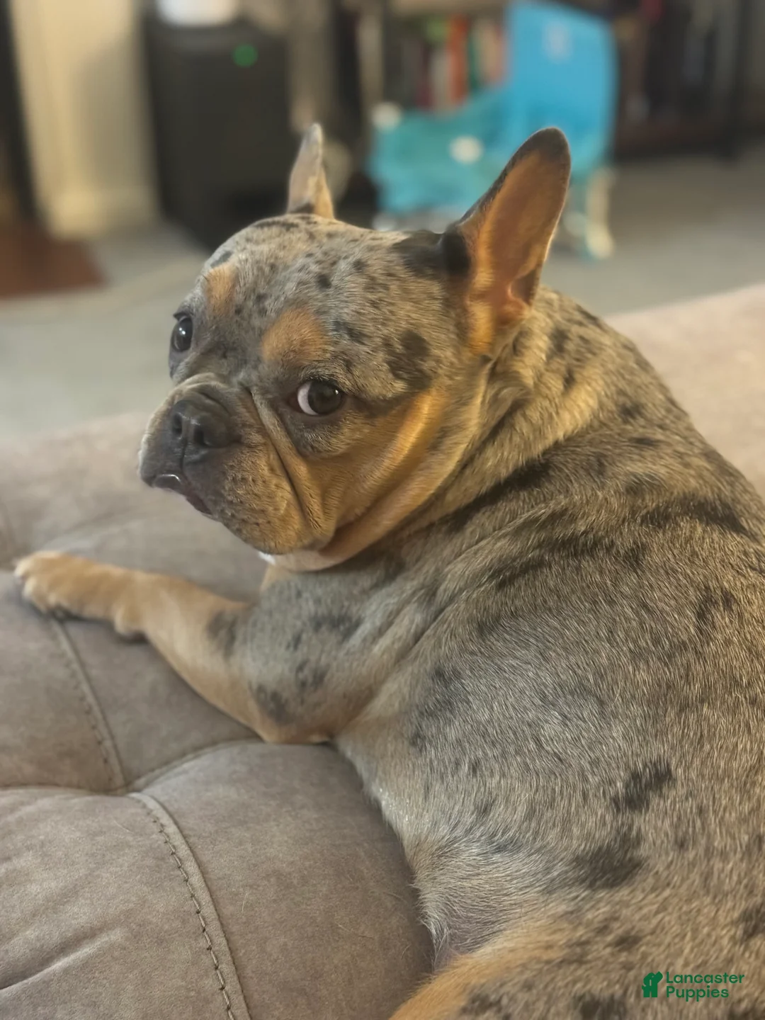 French Bulldog dogs for sale: French Bulldog Puppy 2 - Ad 4
