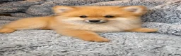 Pomeranian dogs for sale: Ace - Ad 4