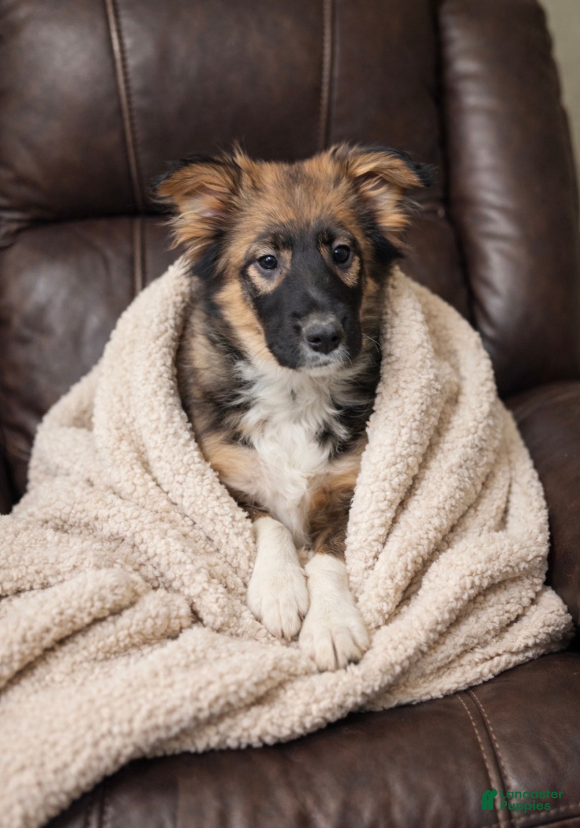 Mixed Breed dogs Buttons  - Ad 30