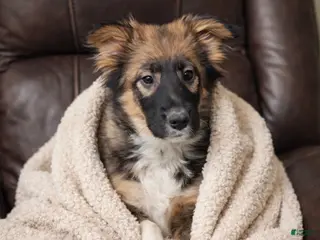 Mixed Breed dogs Buttons - Ad 30