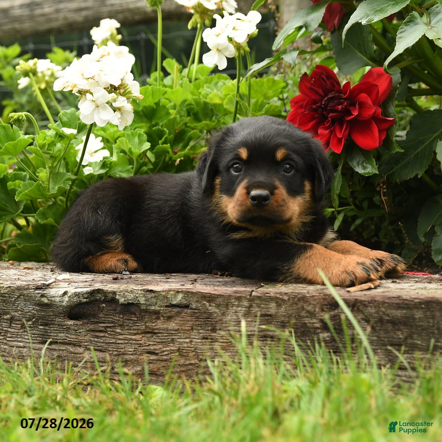 Rottweiler dogs Wickham - Ad 2