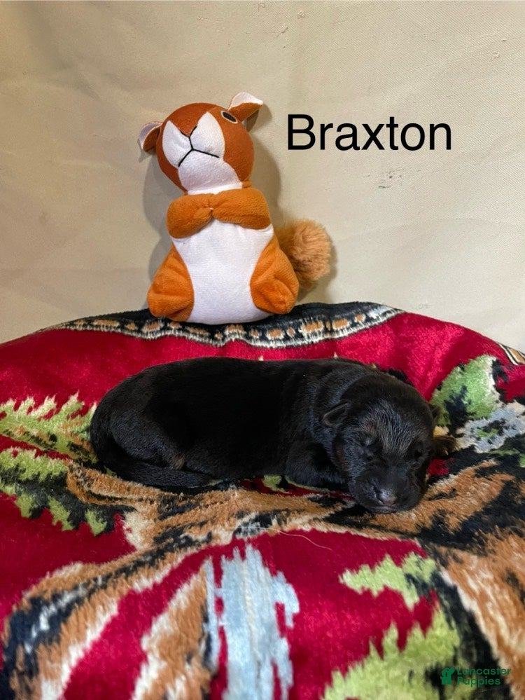 German Shepherd dogs Braxton - Ad 1