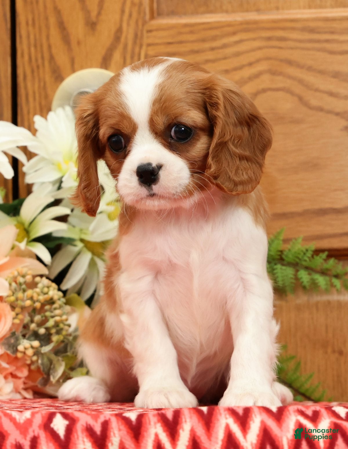 Cavalier King Charles Spaniel dogs Trisha - Ad 2