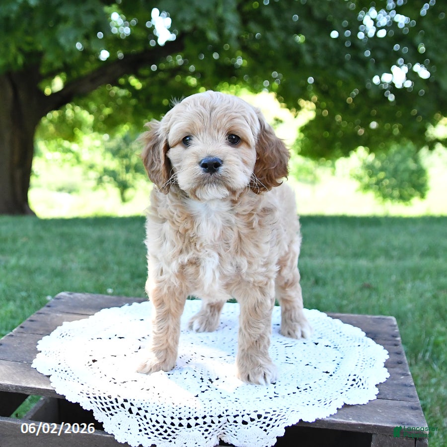 Cockapoo dogs for sale: Skippy - Ad 3