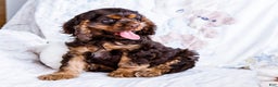 Cocker Spaniel dogs for sale: Freddy - Ad 8