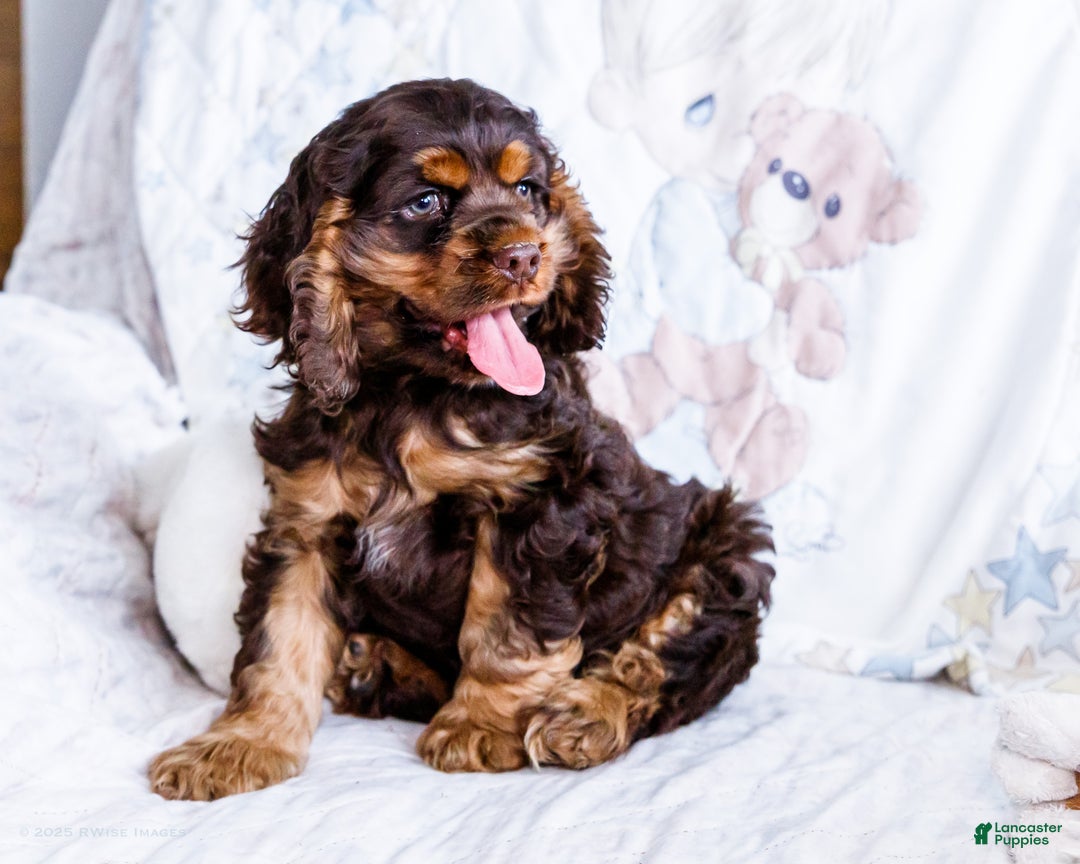 Cocker Spaniel dogs for sale: Freddy - Ad 8