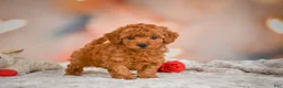 Toy Poodle dogs for sale: Benji - Ad 9
