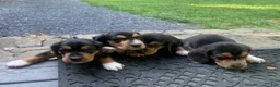 Beagle dogs for sale: Striker - Ad 2