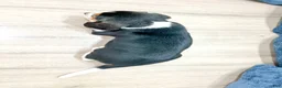 Beagle dogs for sale: Duke - Ad 5