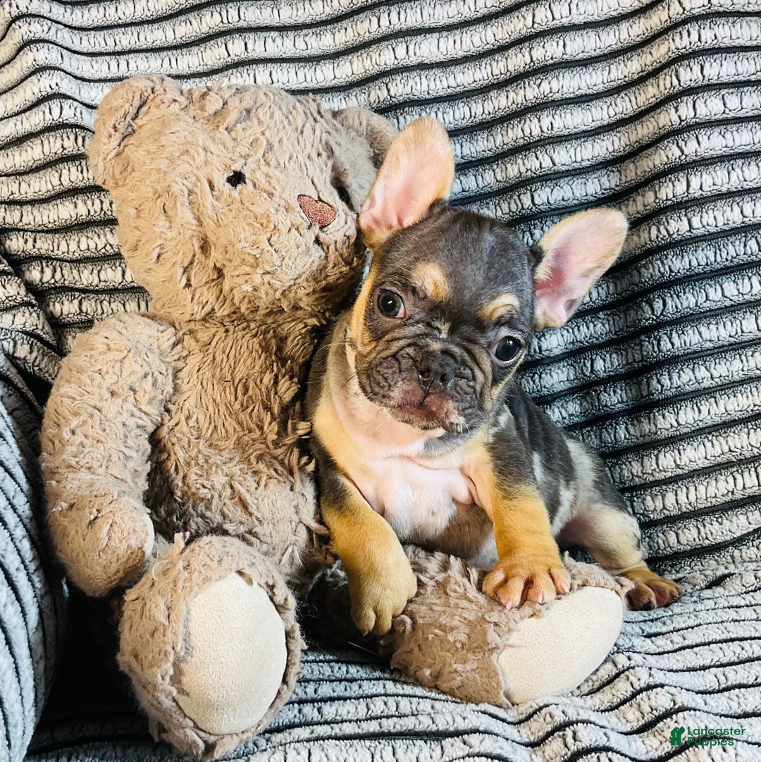 French Bulldog dogs for sale: Max  - Ad 2