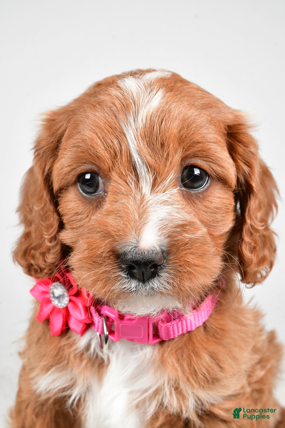Cavapoo dogs for sale: Avery - Ad 6