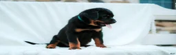 Rottweiler dogs for sale: Rottweiler 5 - Ad 3