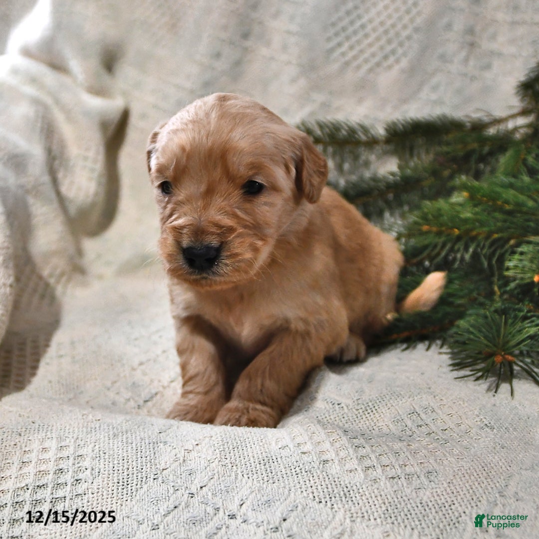 Goldendoodle dogs for sale: Barney - Ad 4
