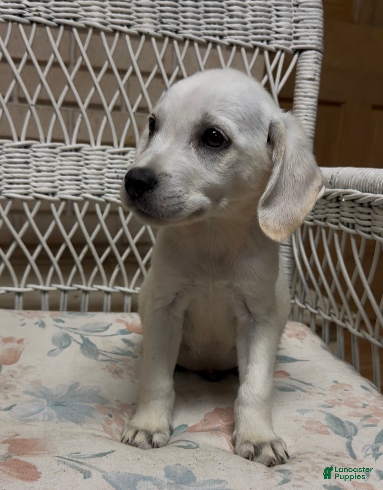 Labrador Retriever dogs for sale: Labrador Retriever Jackie - Ad 16