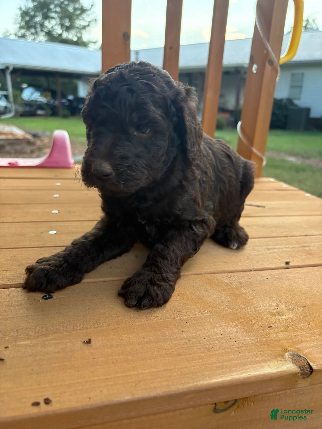 Standard Poodle dogs for sale: Standard Poodle(Knox) - Ad 2