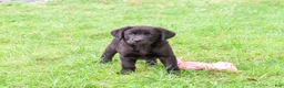Labrador Retriever dogs for sale: Estelle - Ad 4