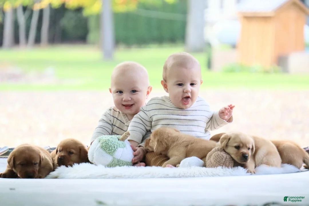 Labrador Retriever dogs for sale: Labrador Retriever 4 - Ad 2