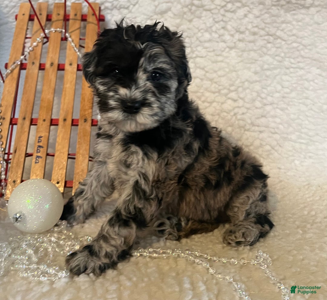 Whoodle dogs for sale: Ginger  - Ad 5