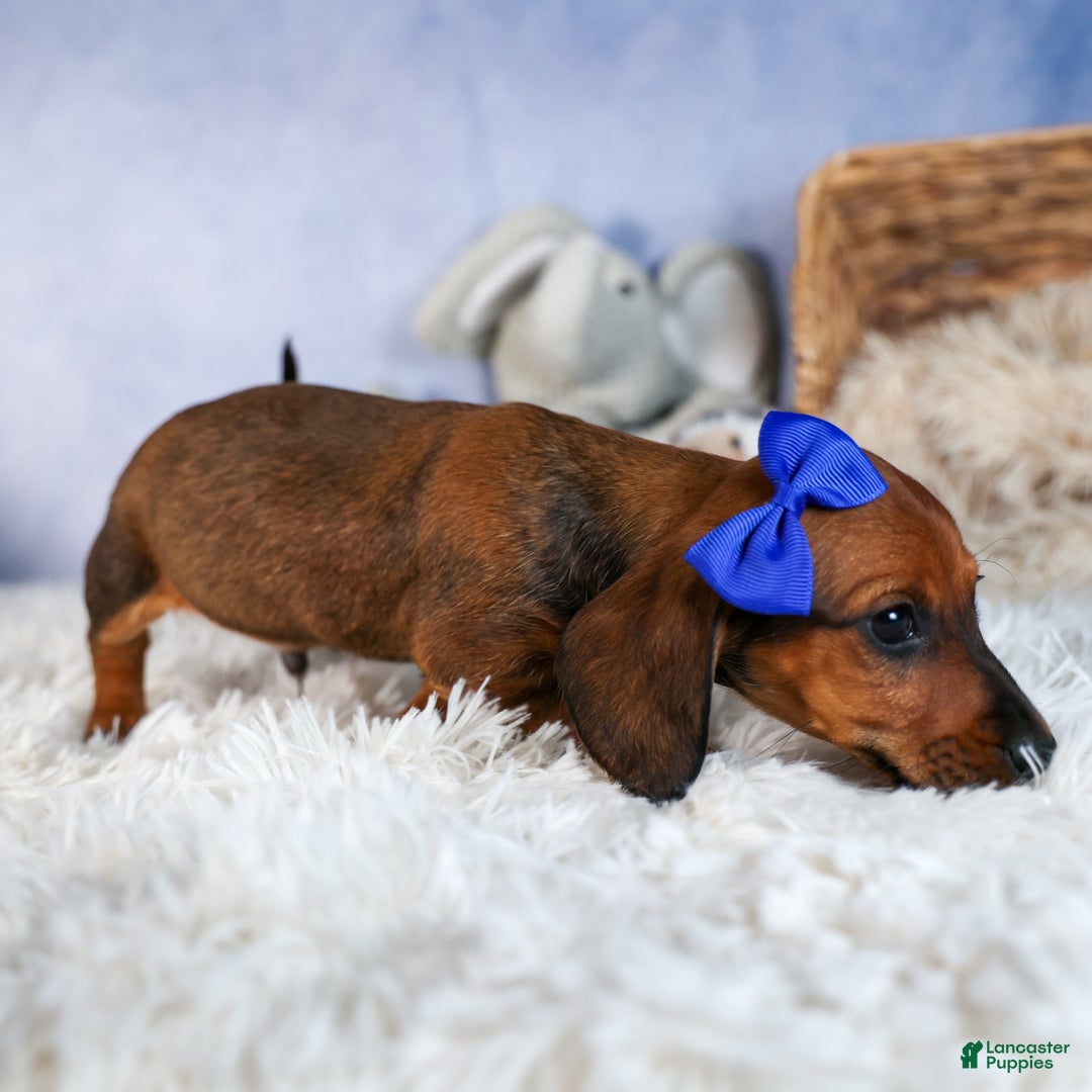 Miniature Dachshund dogs for sale: Cody - Ad 8