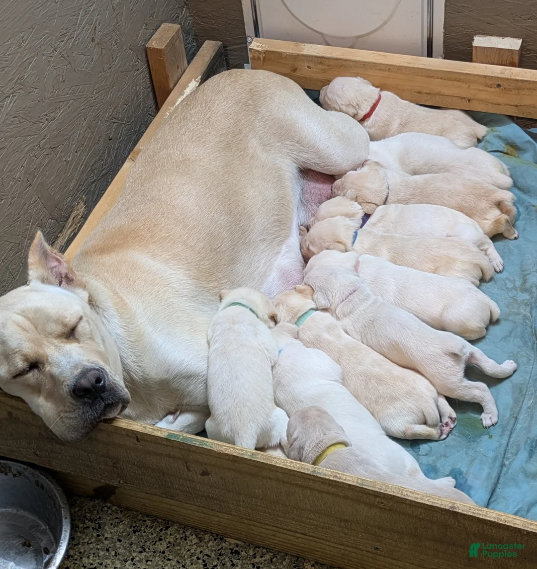 Cane Corso dogs for sale: Black  - Ad 8