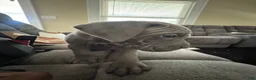 Cane Corso dogs for sale: Cane Corso Puppy 6 - Ad 1