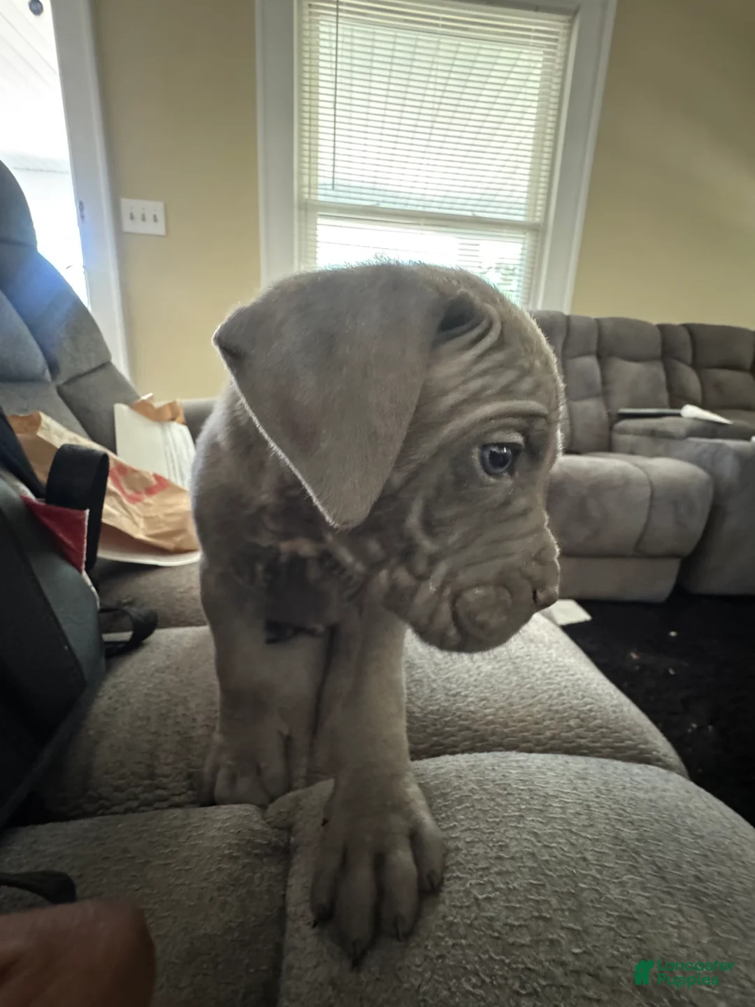 Cane Corso dogs for sale: Cane Corso Puppy 6 - Ad 1