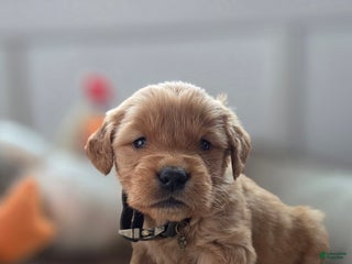 Golden Retriever dogs Stetson - AKC - Ad 20