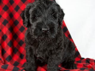 Giant Schnauzer dogs Arlin - Ad 4