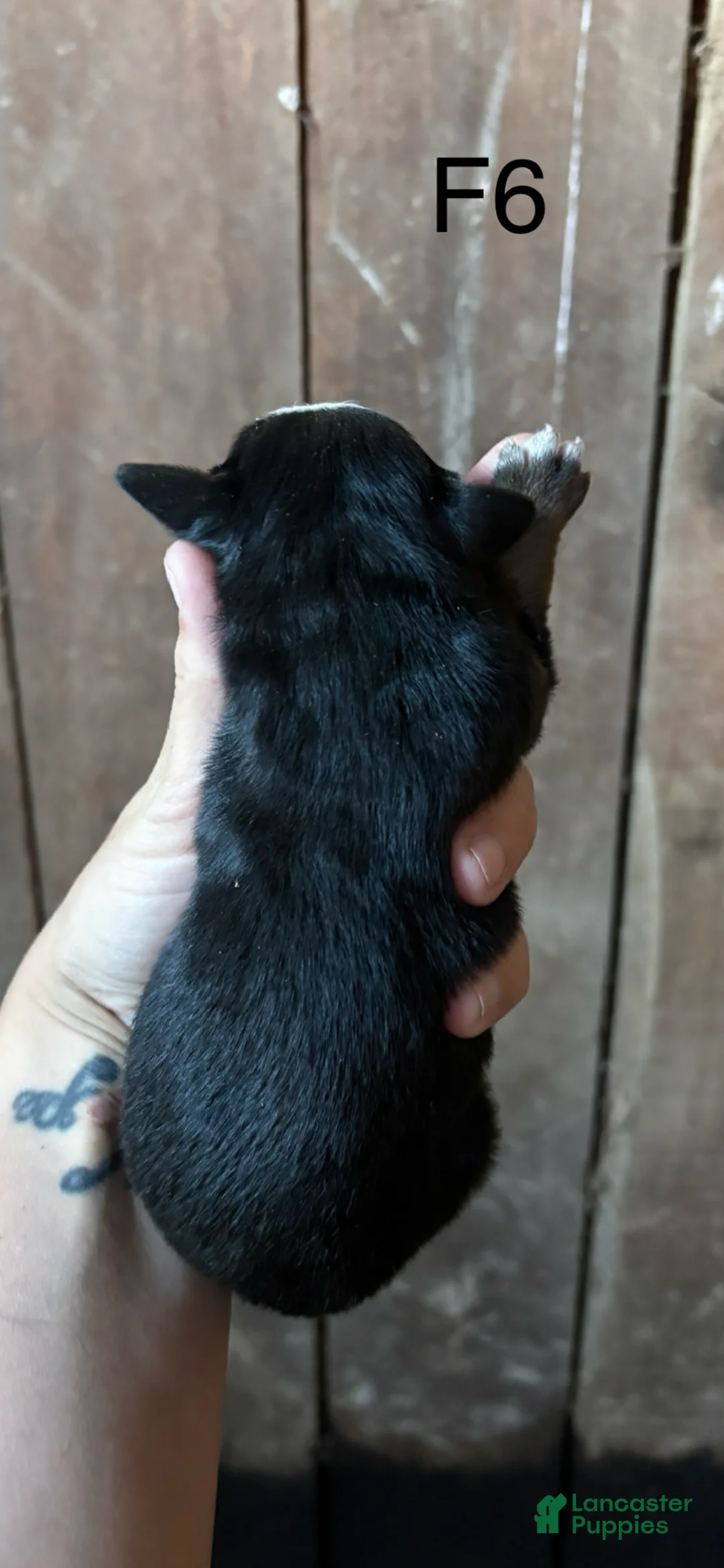 Bernese Mountain Dog dogs for sale: Bernese Mountain Dog f6 - Ad 2