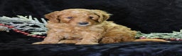 Mini Goldendoodle dogs for sale: Gregy - Ad 5