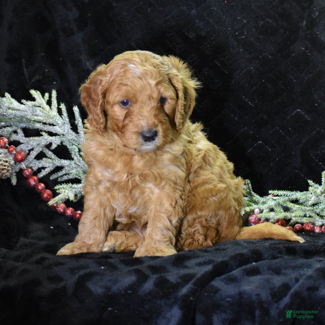 Mini Goldendoodle dogs for sale: Gregy - Ad 5
