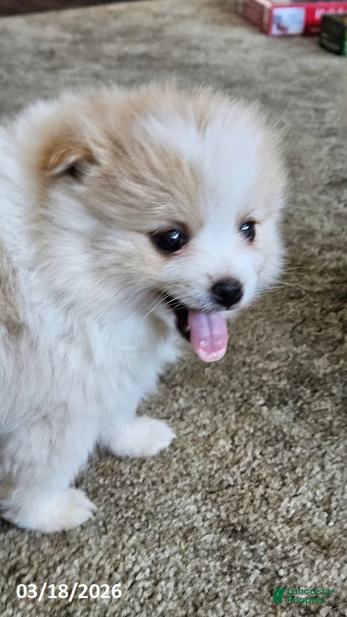 Pomeranian dogs Cassie   - Ad 2