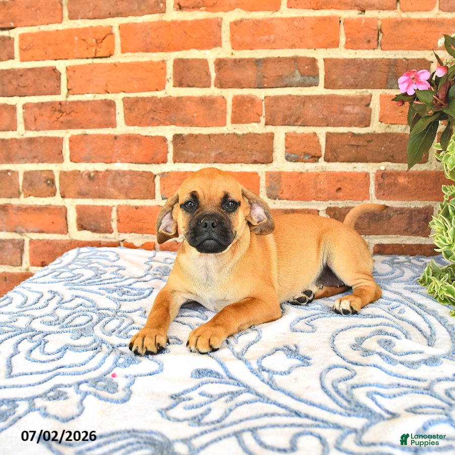 Puggle dogs Ramona - Ad 1