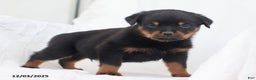 Rottweiler dogs for sale: Harley - Ad 3