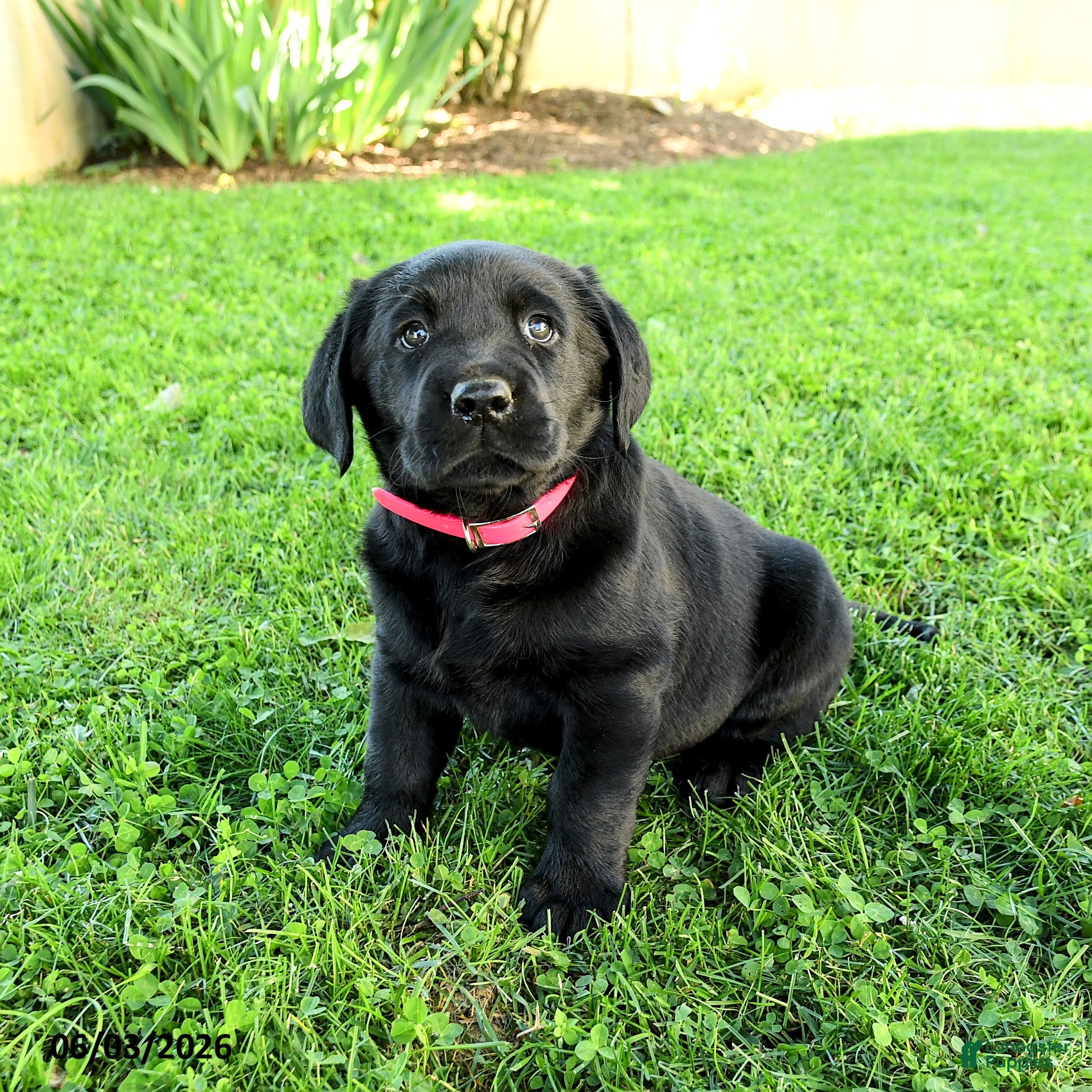 Labrador Retriever dogs for sale: Adriana - Ad 5
