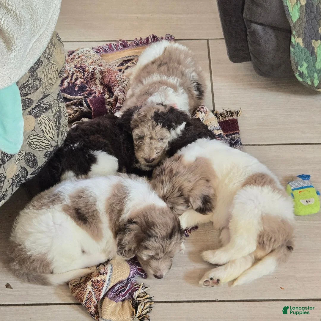 Newfypoo dogs for sale: Light Green - Ad 7